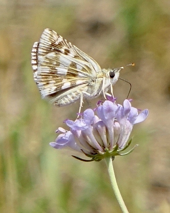 large grizzled skipper